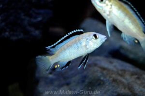 Labidochromis caeruleus 'Nkhata Bay'